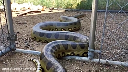 شکار کردن مار پیتون