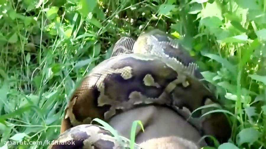 مستند وحشت مارها بلعیده شدن گو...