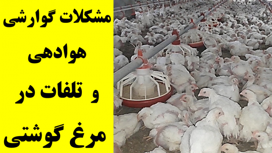 پرورش مرغ گوشتی: بررسی مشکلات گوارشی، هوادهی و تلفات در ویزیت یک فارم دکتر محمد مهدی عبدالهی (دامپزشک)