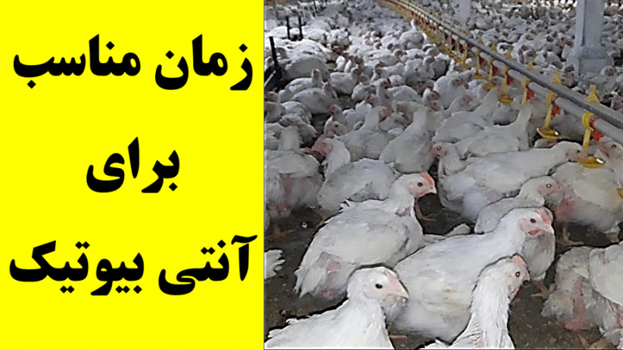 زمان مناسب برای آنتی بیوتیک تراپی موثر در پرورش مرغ گوشتی دکتر محمد مهدی عبدالهی (دامپزشک)