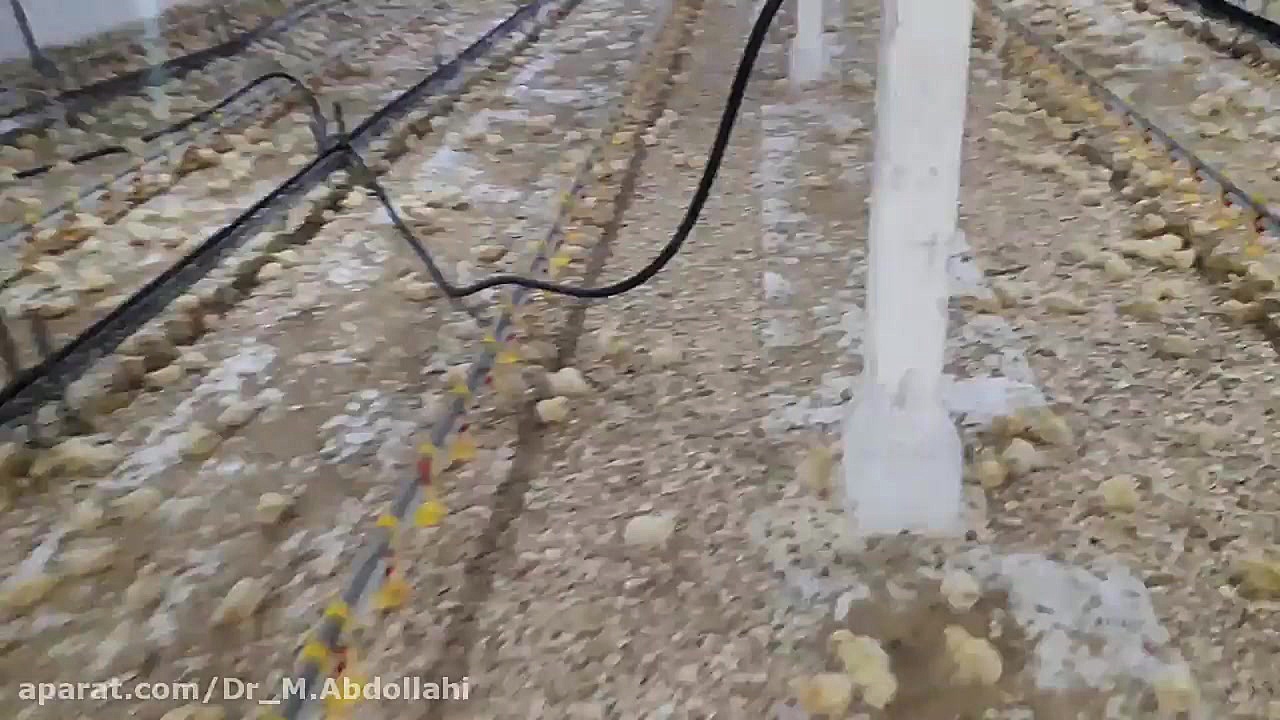 پرورش مرغ گوشتی: نکات مدیریتی در ارتباط با پرورش جوجه گوشتی دکتر محمد مهدی عبدالهی (دامپزشک)