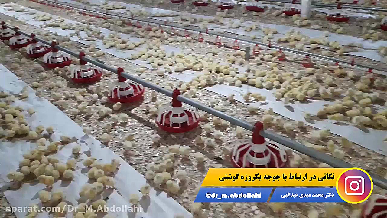 چند نکته در ارتباط با روزهای اول پرورش جوجه گوشتی دکتر محمد مهدی عبدالهی (دامپزشک)