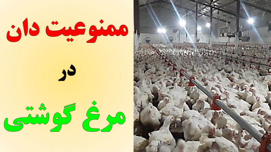 ممنوعیت دان در پرورش مرغ گوشتی دکتر محمد مهدی عبدالهی (دامپزشک)