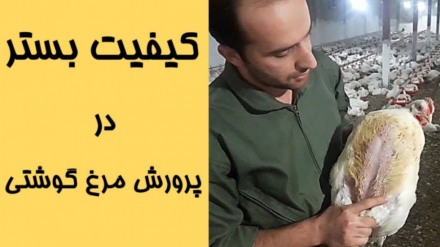 پرورش مرغ گوشتی: بررسی کیفیت بستر در پرورش متراکم دکتر محمد مهدی عبدالهی (دامپزشک)