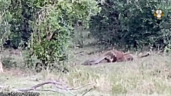 شکار حیوانات در حیات وحش