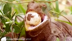 کلیپ حیوانات وحشی || ترسناک  و...