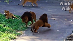 نبرد نفس گیر شیر با شیر | شکار...