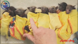 نوزادان تازه به دنیا آمده حیوا...