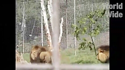 حیات وحش .نبرد شیر با شیر شکار...