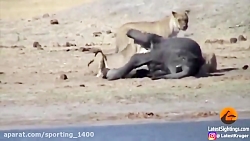 تلاش بچه فیل برای مبارزه با شی...