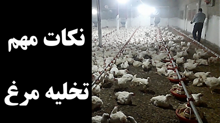 بارگیری مرغ گوشتی از سالن مرغداری: بررسی نکات کلیدی و معایب این روش دکتر محمد مهدی عبدالهی (دامپزشک)