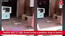 لانه کردن و تخم گذاری مار پیتو...