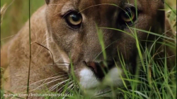 برترین حیات وحش_هیجان انگیزتری...