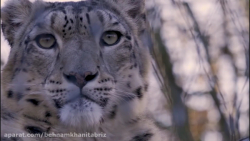 برترین مستند حیات وحش دنیا را...