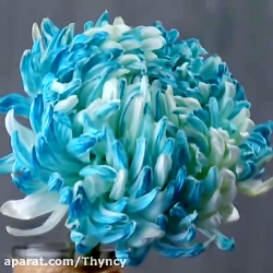 ایده های واجب برای بانوان قسمت...