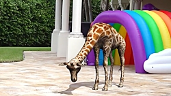 دیانا و داستان های حیوانات/ماج...