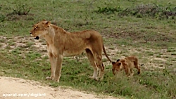 حیات وحش، عبور شیر مادر به همر...