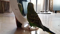 ویدیو ترکیبی مرغ عشق