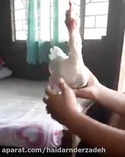 کلیپ خنده دار حیوان خانگی