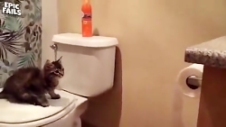 سوتی های باحال و خنده دار گربه...