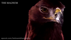 مستند حیات وحش « عقاب &r...