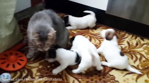 بازی توله سگها با گربه ها کلیپ...