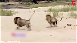 جدال دو شیر برای تصاحب شیر ماد...