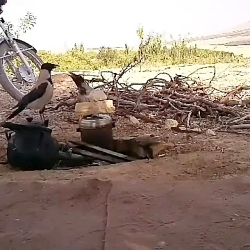 دزدیدن غذا توسط کلاغ