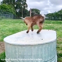 کلیپ حیوانات خانگی بامزه