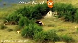 حیات وحش: لحظات ناب حیات وحش