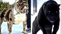 10 حیوان بوجود آمده توسط شیطان