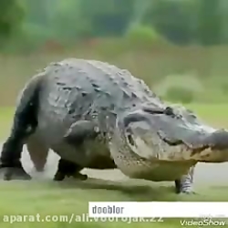 طنز.سرگرمی.کرونا