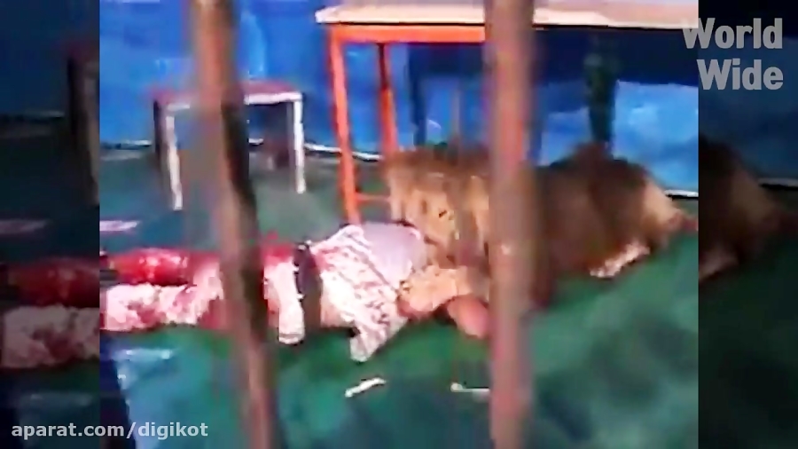 وحشتناک ترین صحنه ها از حمله حیوانات به انسان ها