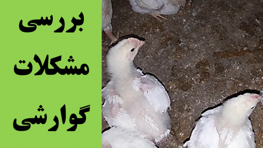 پرورش مرغ گوشتی: بررسی تغییرات گوارشی و دفع دان دکتر محمد مهدی عبدالهی (دامپزشک)