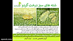 ایران گردو | شته درخت | گردو |...