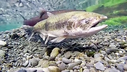 اموزش پرورش ماهی ازاد و قزل ال...