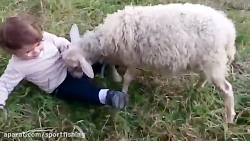 شوخی گوسفند با کودک با مزه