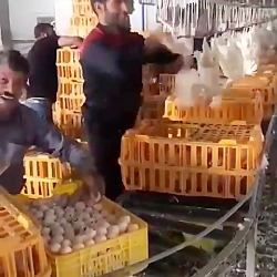 مرغ های که میرن واسه کشتار، اینجوری قبلش چک میشن که تخم نداشته باشن