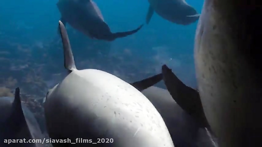 دوبله فارسی فیلم مستند و ماجرایی" صخره دلفین Dolphin Reef 2020 " زمان4606ثانیه