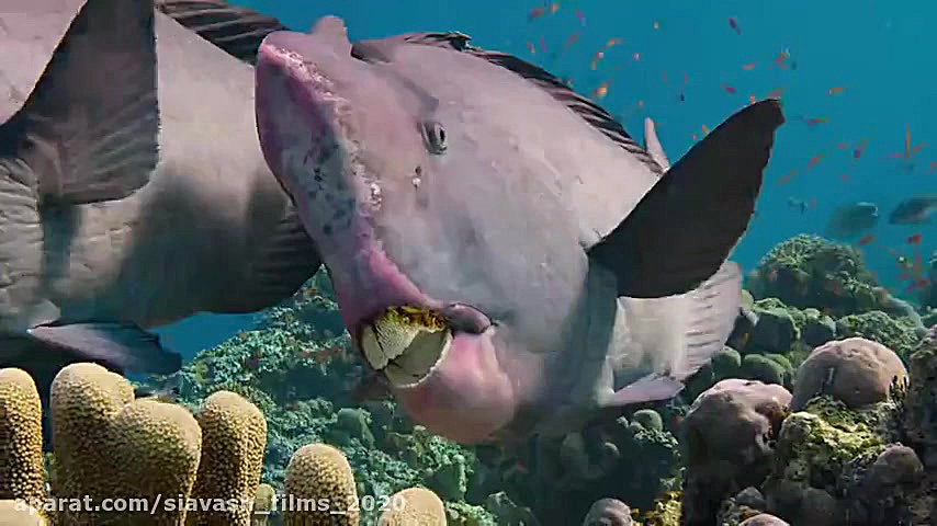 دوبله فارسی فیلم مستند و ماجرایی" صخره دلفین Dolphin Reef 2020 " زمان4606ثانیه