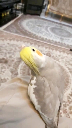 آواز خواندن عروس هلندی (گوهر)