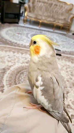 عروس هلندی آوازخوان (گوهر)