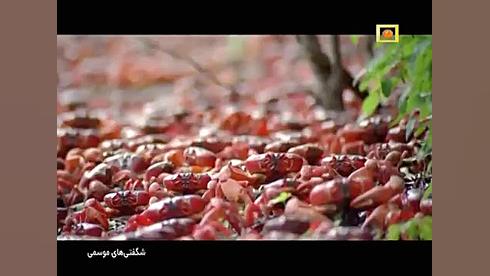 معرفی مستند شگفتی های موسمی با دوبله فارسی زمان82ثانیه
