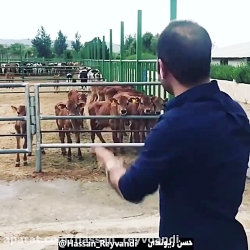 طنز‌حسن‌ریوندی