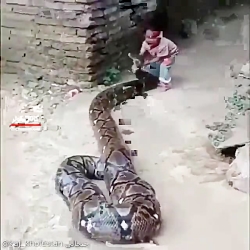 حیوان خانگی فقط این