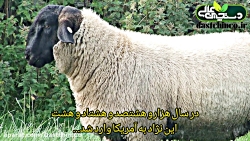 آشنایی با گوسفند سافولک