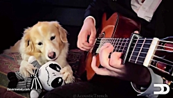 اجرای آهنگ هالوین! | داور ملود...