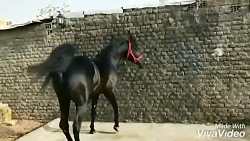 آوالون میبد  مالک : محمد دشتی