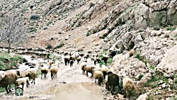 شستن وچیدن پشم گوسفند ها