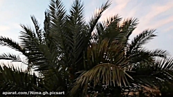 نیست شو علیرضا قربانی